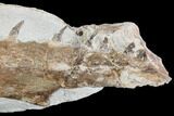 Fossil Mosasaur (Tethysaurus) Jaw Section - Goulmima, Morocco #107093-2